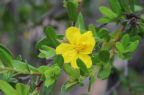 Hibbertia bracteata