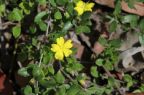Hibbertia empetrifolia