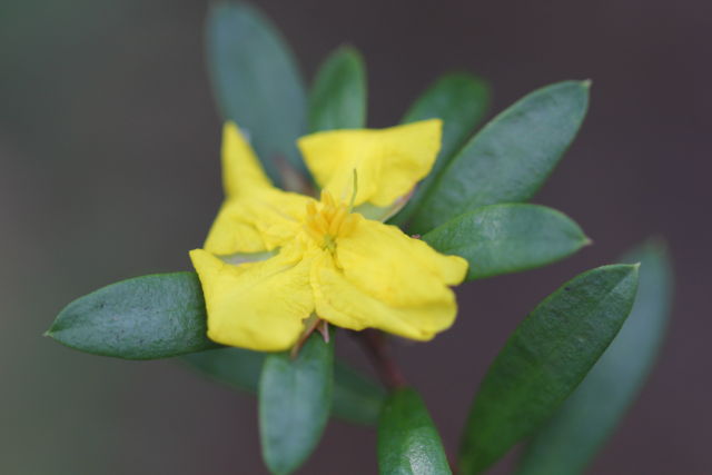 Hibbertia nitida