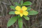 Hibbertia scandens