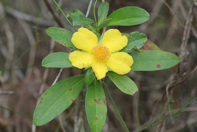 Hibbertia scandens
