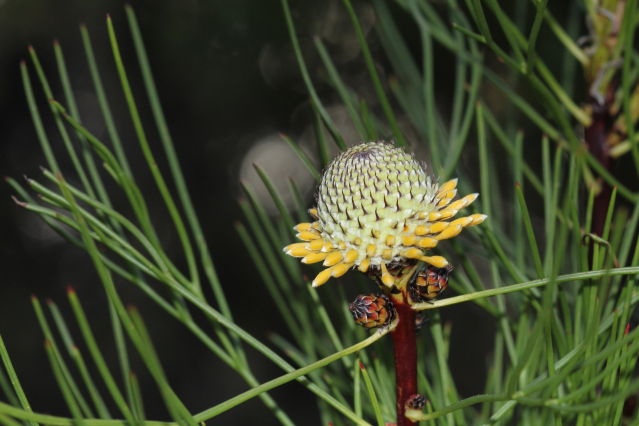 Isopogon anethifolius