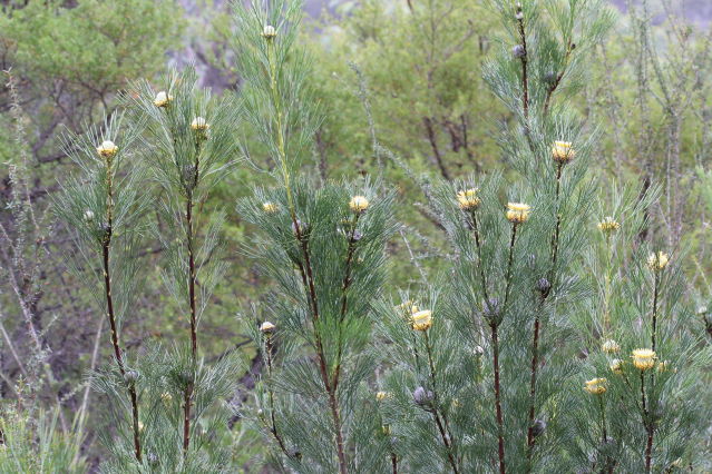 Isopogon anethifolius