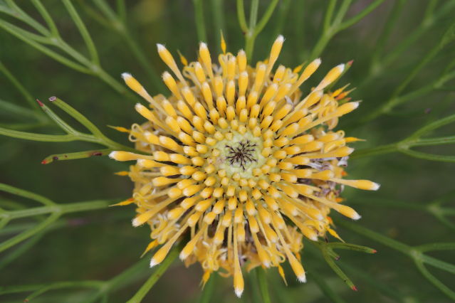 Isopogon anethifolius