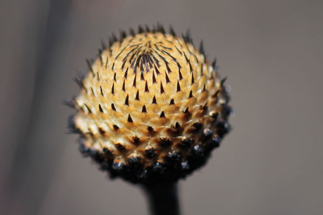 Isopogon anethifolius