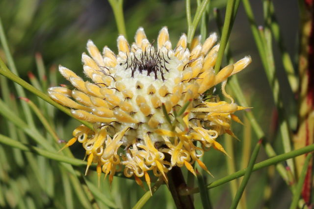 Isopogon anethifolius