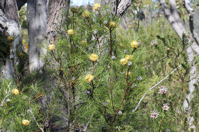 Isopogon anethifolius