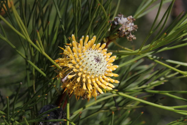 Isopogon anethifolius