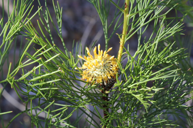 Isopogon anethifolius