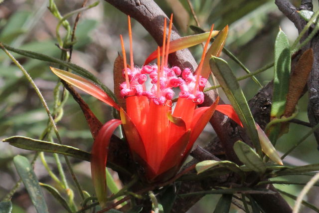 Lambertia formosa