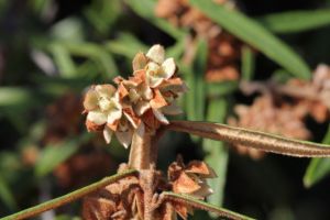 Lasiopetalum ferrugineum