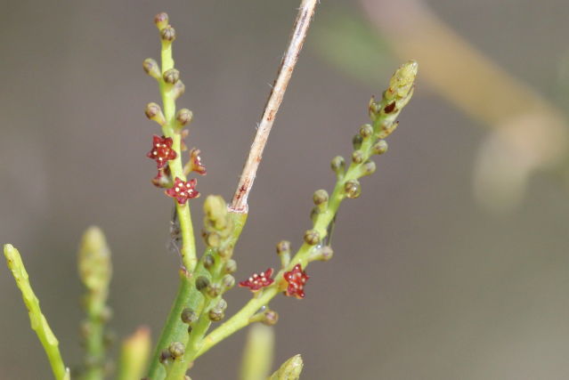 Leptomeria acida