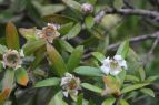 Leptospermum grandifolium