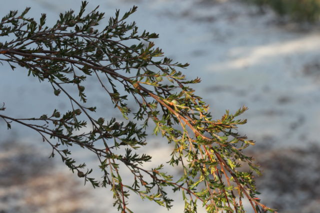 Leptospermum parvifolium