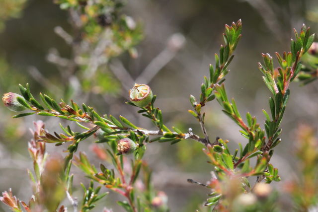 Leptospermum parvifolium