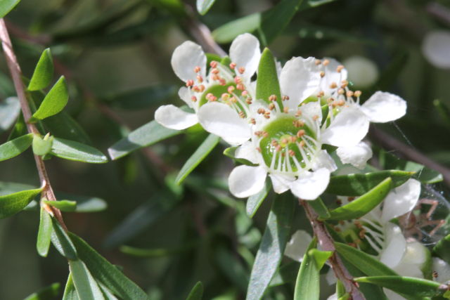 Leptospermum polygalifolium