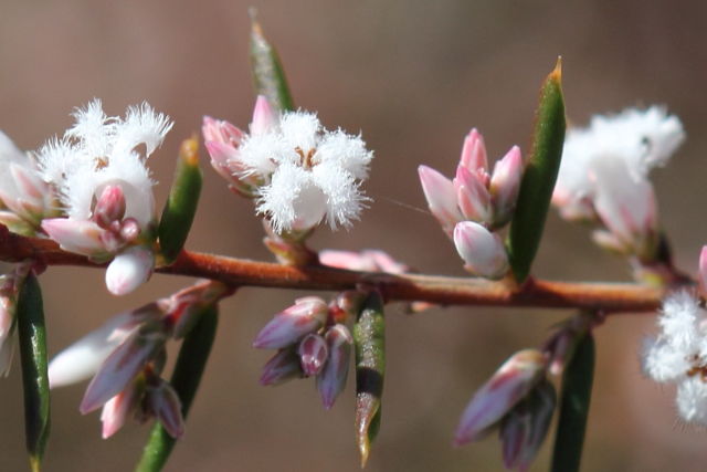Leucopogon ericoides