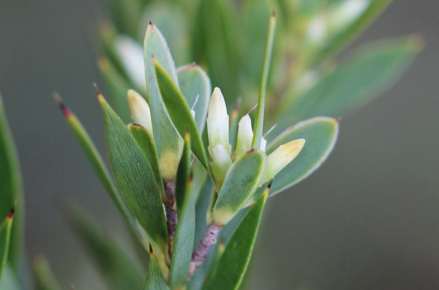 Leucopogon esquamatus