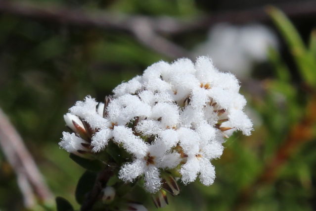 Leucopogon microphyllus