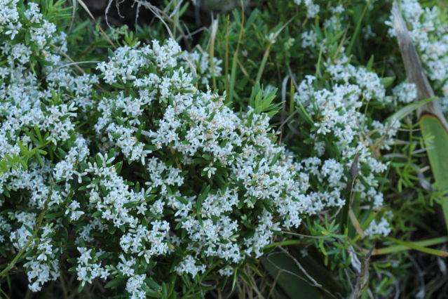Leucopogon parviflorus