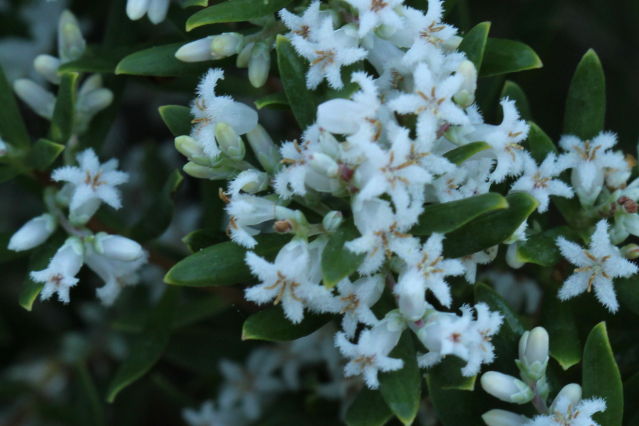 Leucopogon parviflorus