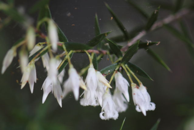 Leucopogon setiger