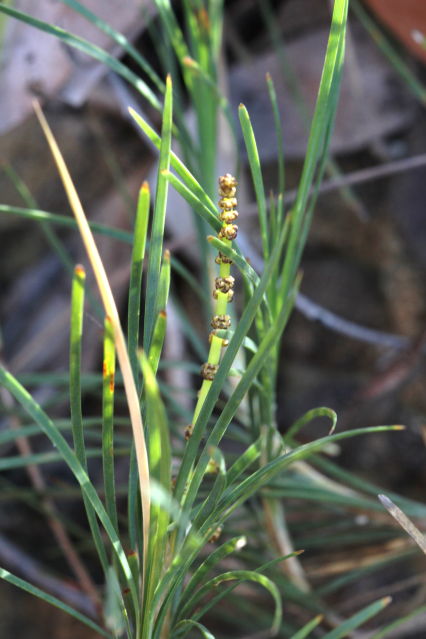Lomandra glauca