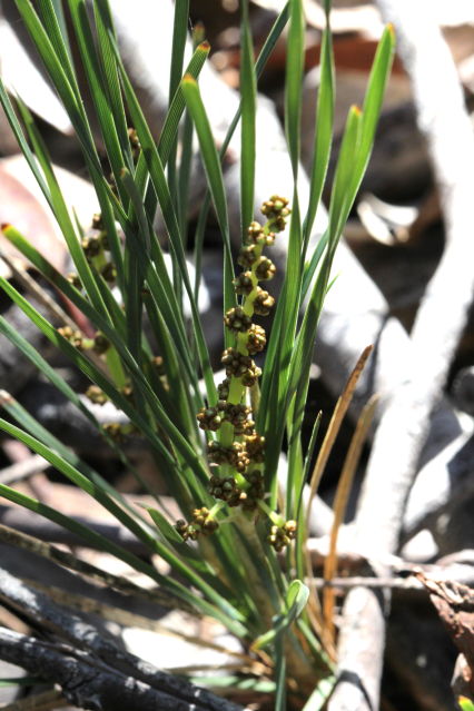 Lomandra glauca