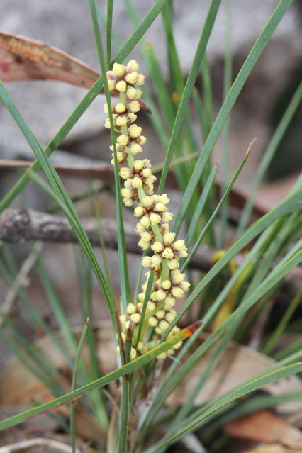 Lomandra glauca