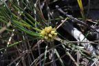 Lomandra glauca