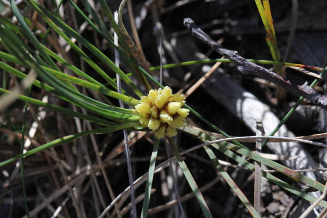Lomandra glauca