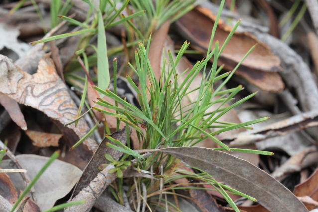 Lomandra glauca