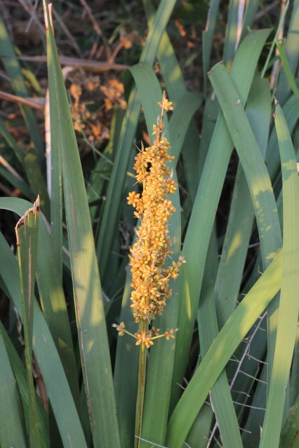 Lomandra longifolia