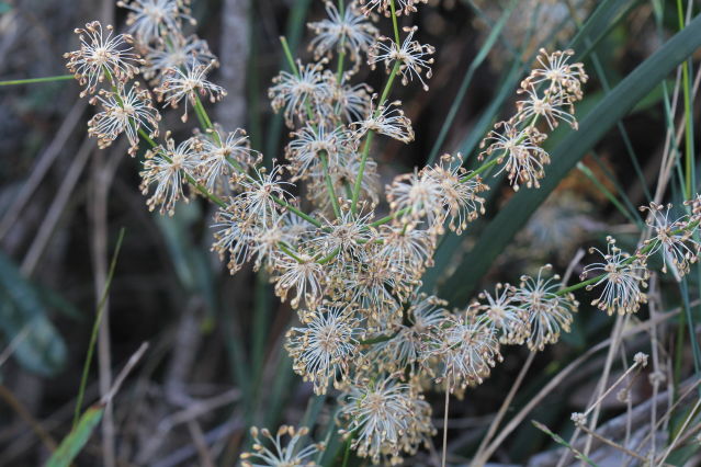 Lomandra multiflora