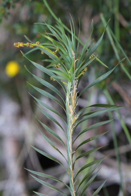 Lomandra obliqua