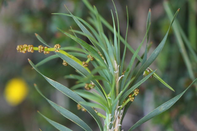 Lomandra obliqua