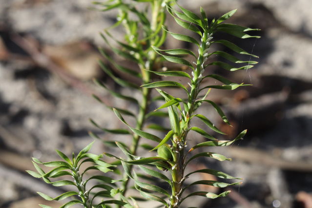 Lomandra obliqua