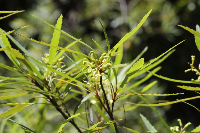 Lomatia myricoides