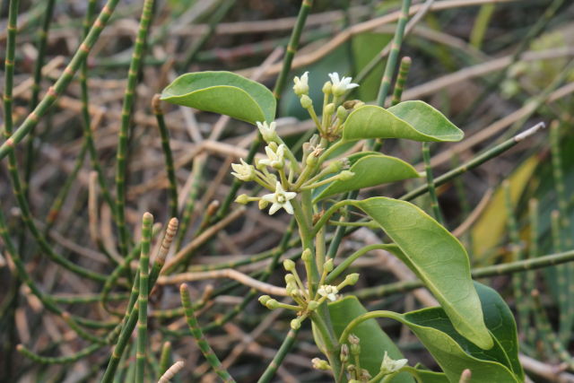 Marsdenia rostrata