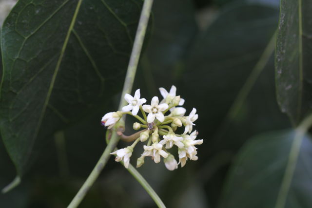 Marsdenia rostrata