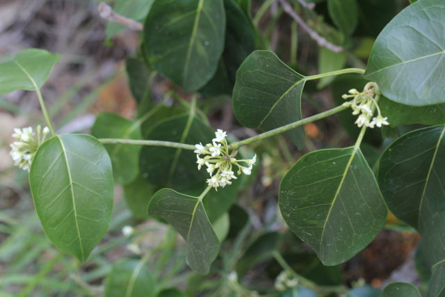 Marsdenia rostrata