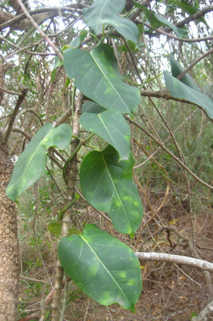 Marsdenia rostrata