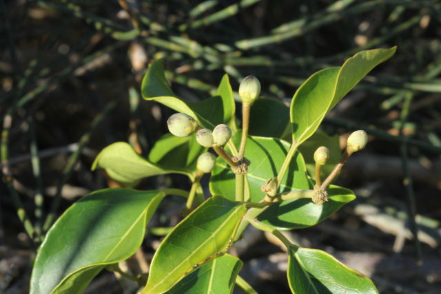 Marsdenia rostrata