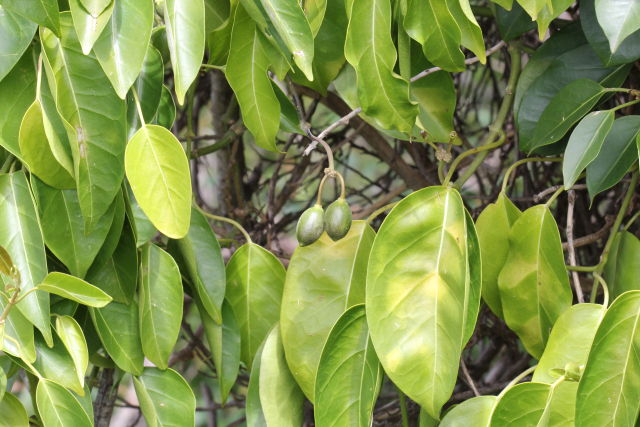 Marsdenia rostrata