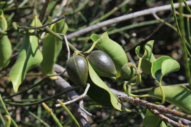 Marsdenia rostrata