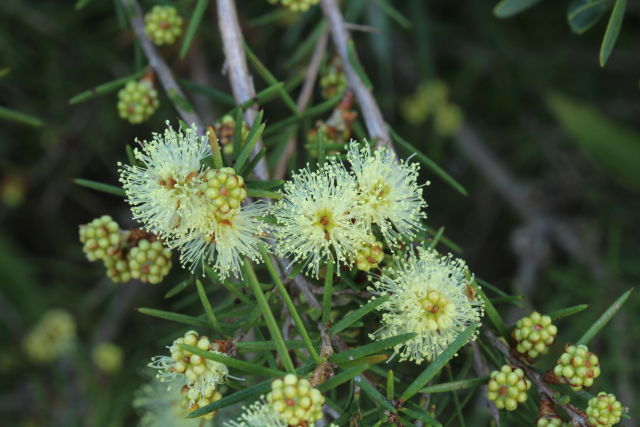 Melaleuca nodosa