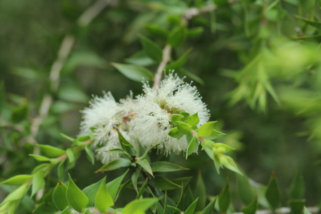 Melaleuca stypheliodes