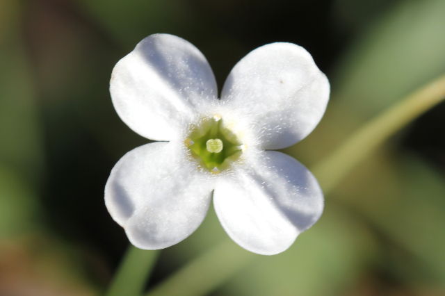 Mitrasacme polymorpha