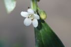 Myoporum boninense
