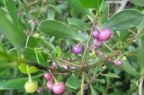 Myoporum boninense